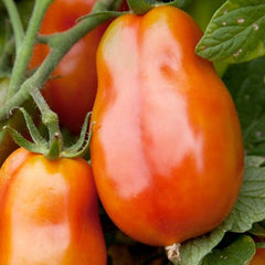 San Marzano Gigante - 4