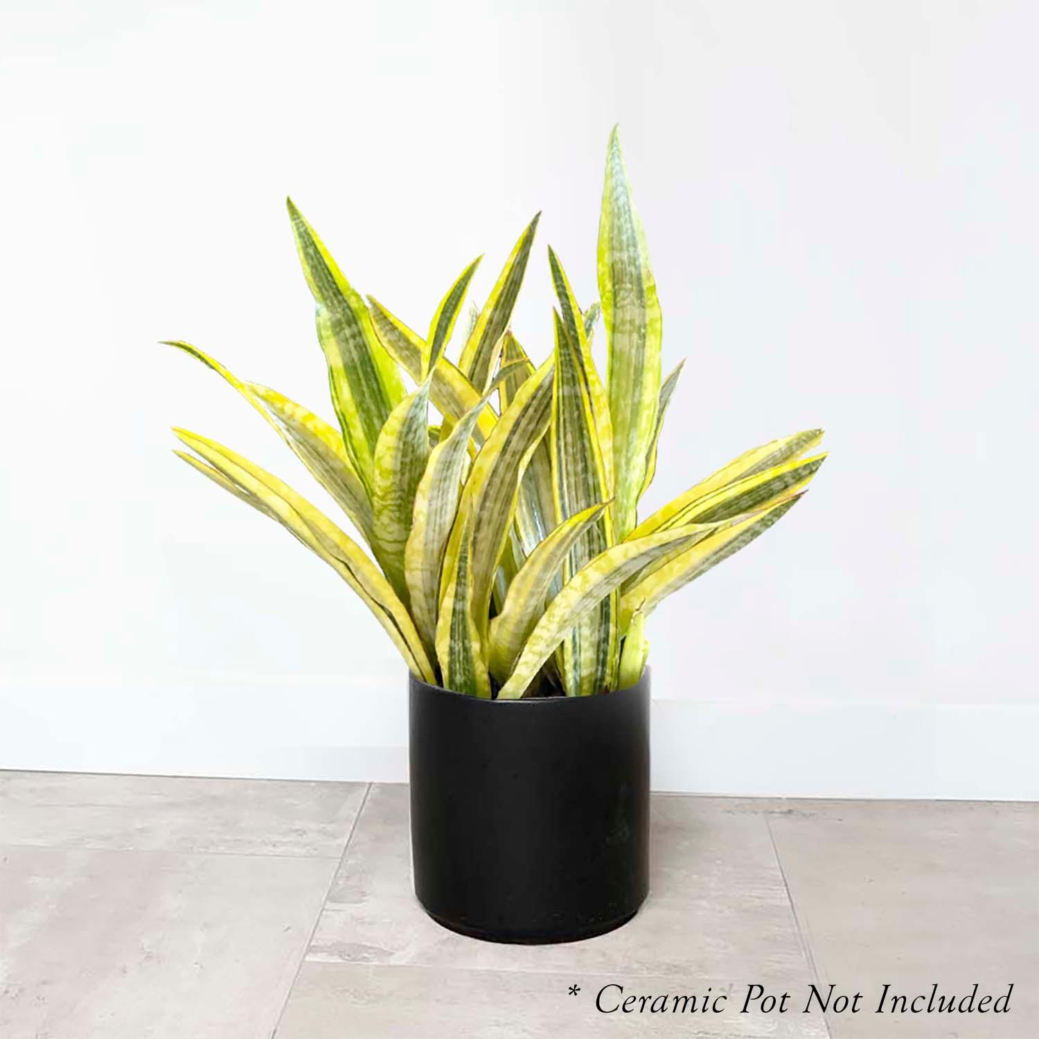 Sansevieria ‘Gold Dust’ - Snake Plant - 10" POT – Roger’s Gardens