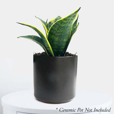 Sansevieria hahnii 'Ocean Star' - Snake Plant - 4" POT