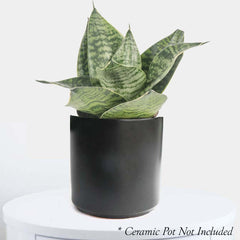 Sansevieria 'Misty Star' 6