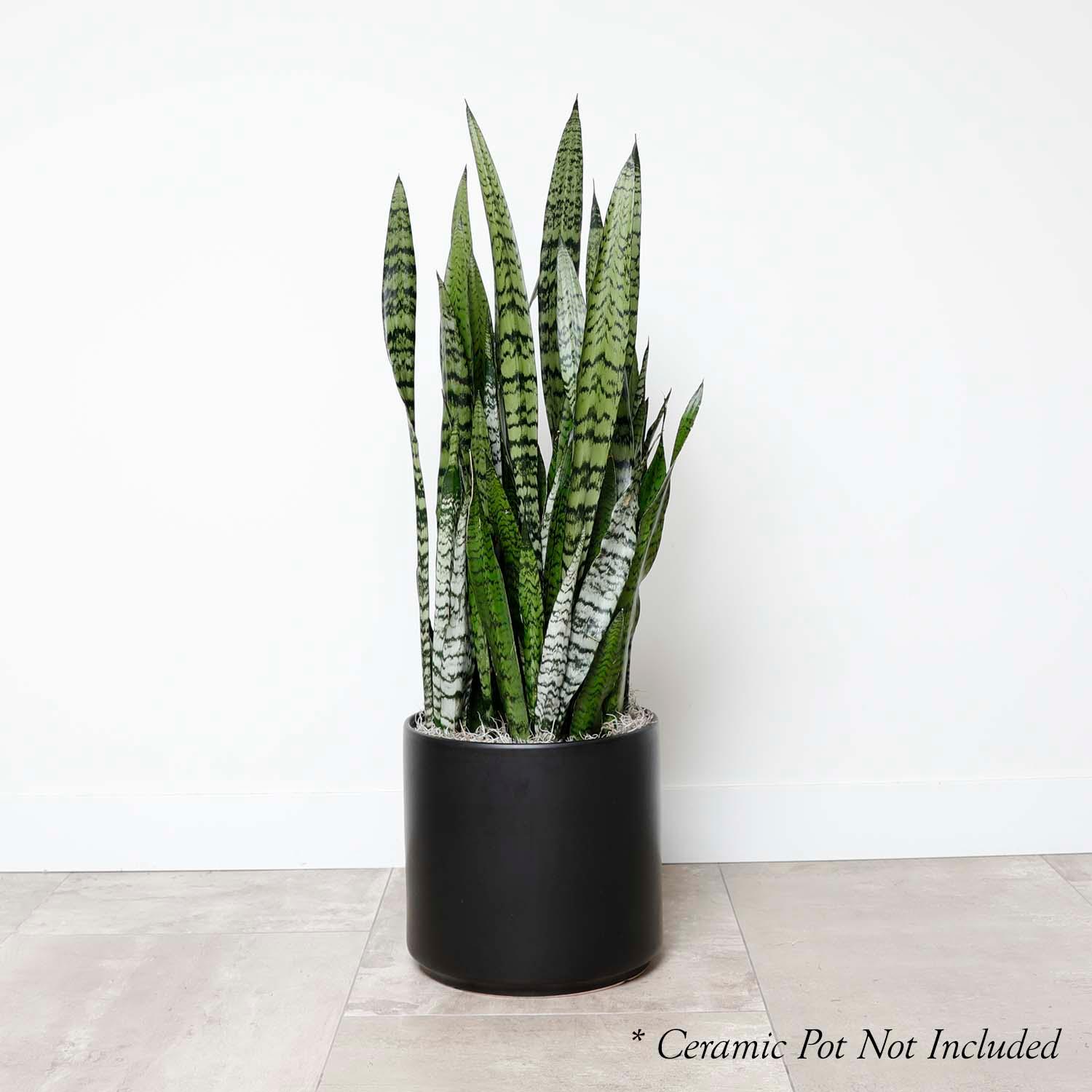 sansevieria zarlardinge Snake Plant -Sansevieria zeylanica