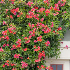 Distictis buccinatoria - Scarlet Trumpet Vine - 5 Gallon