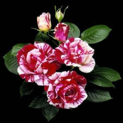 Scentimental - 5 Gallon