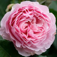 Scentuous - 5 Gallon