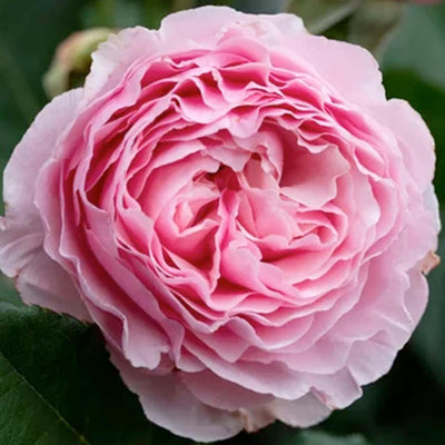 Scentuous - 5 Gallon