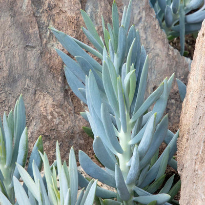 Senecio fic. 'Mt Everest' PP - Mt. Everest Senecio - 1 Gallon