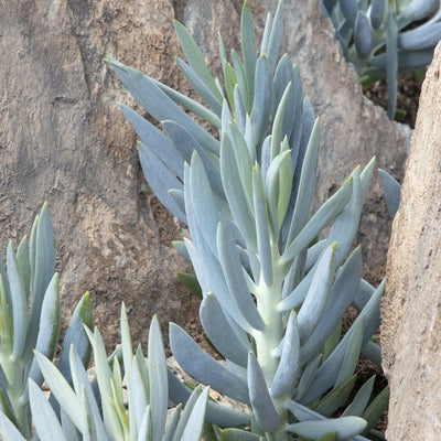 Senecio 'Mt Everest' PP - Mount Everest Big Blue Chalksticks - 2 Gallon