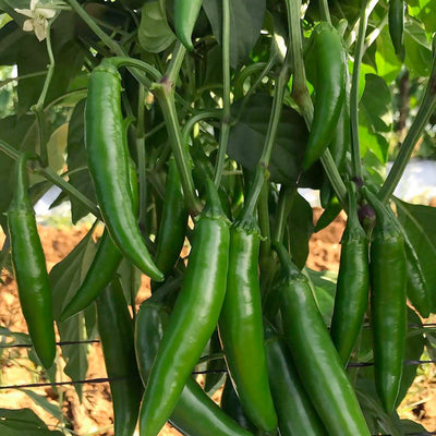 Serrano Lone Ranger - 4" Pot