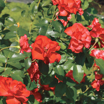 Sevillana - 5 Gallon