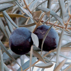 Olea europ. 'Sevillano' - Sevillano Fruiting Olive - 5 Gallon