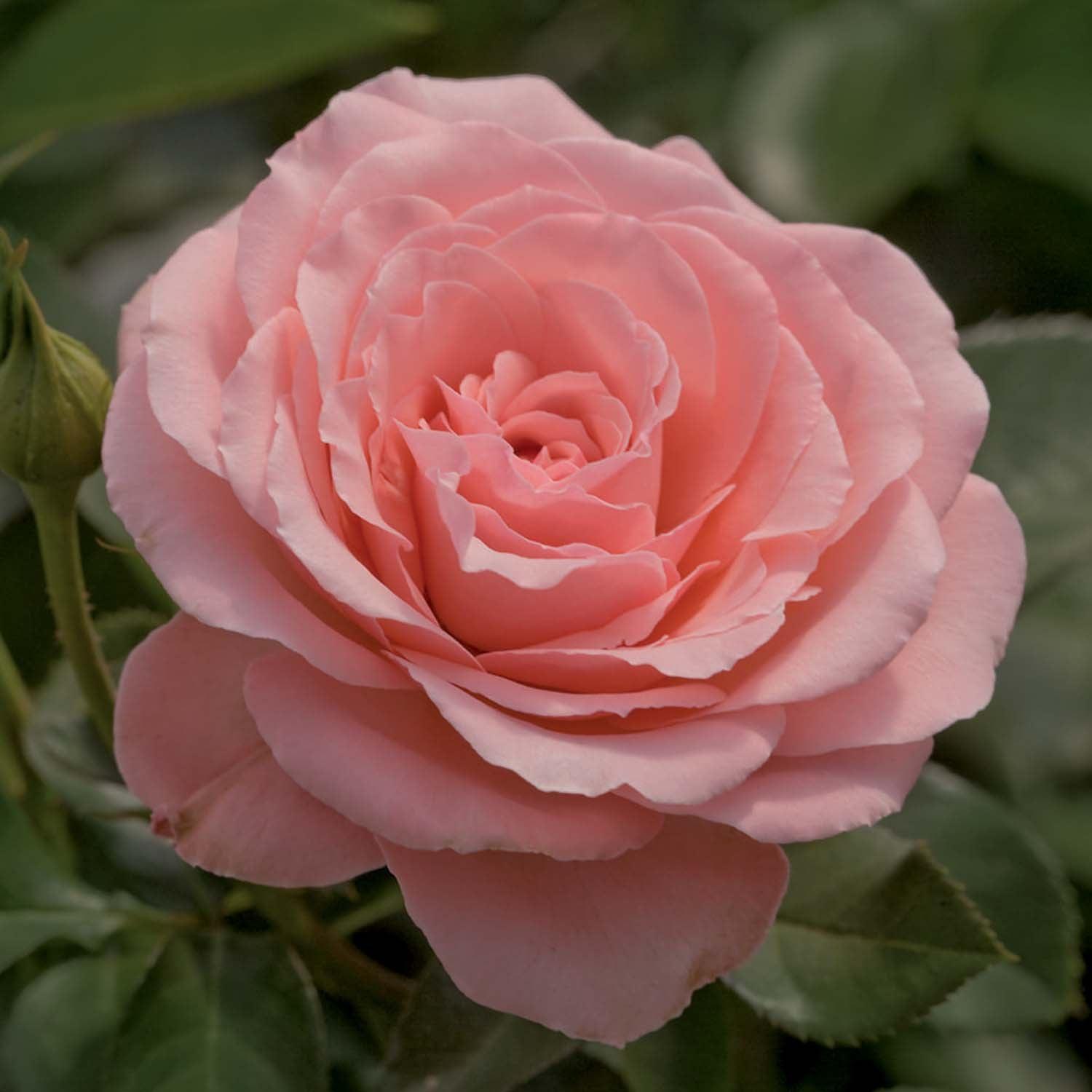 Sexy Rexy - 5 Gallon – Roger's Gardens