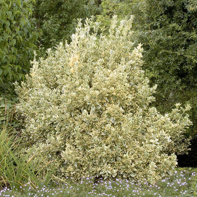 Euonymus jap. 'Silver King' - Silver King Euonymus - 5 Gallon