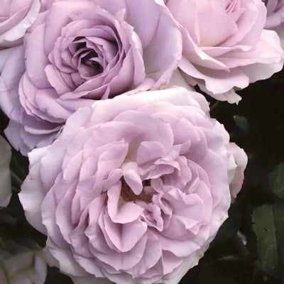 Silver Lining - 5 Gallon