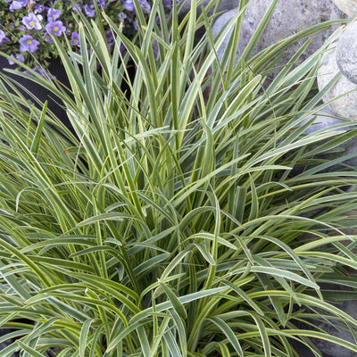Liriope 'Silvery Sunproof' - Silvery Sunproof Lilyturf - 1 Gallon
