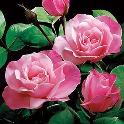 Simplicity Pink - 5 Gallon