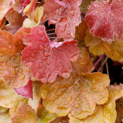 Heuchera 'Orange Delight' - Sirens' Song Orange Delight Coral Bells - 1 Gallon