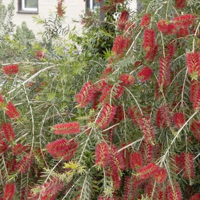 Callistemon viminalis 'Slim'™ - Slim Bottlebrush - 5 Gallon