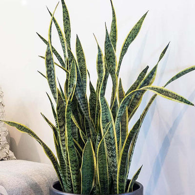 Sanservieria Laurentii - 14" Pot