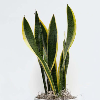Sanservieria Laurentii - 6" Pot