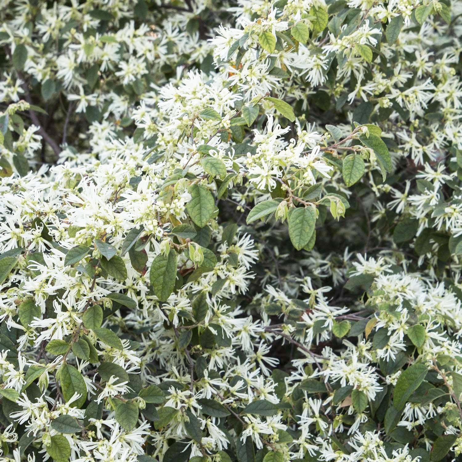 Loropetalum 'Snow Panda' Snow Panda Fringe Flower 5 Gallon Roger