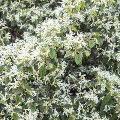 Loropetalum 'Snow Panda' - Snow Panda Fringe Flower - 5 Gallon