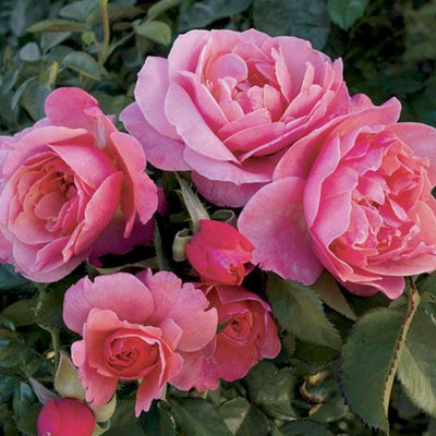 Social Climber - 5 Gallon