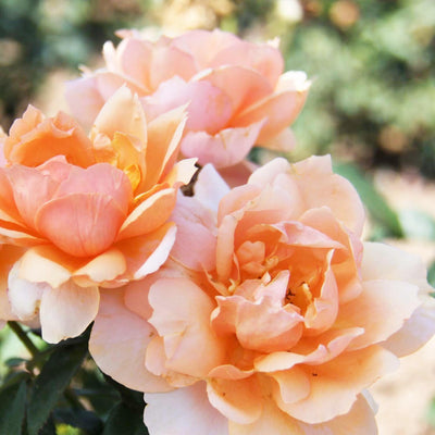 Soul Sister Sunbelt - 5 Gallon