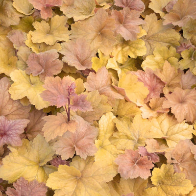 Heuchera 'Southern Comfort' PP - Southern Comfort Coral Bells - 1 Gallon