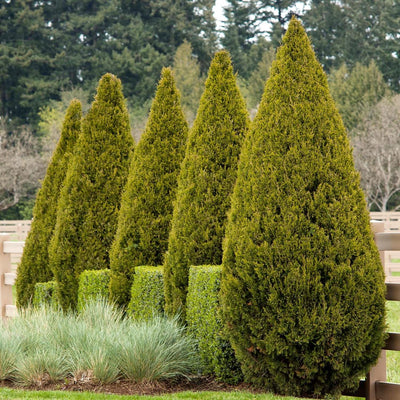 Juniperus chinensis 'Spartan' - Spartan Juniper - 10 Gallon