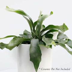 Staghorn Fern - 8