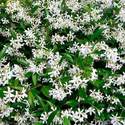 Trachelospermum jasminoides - Star Jasmine - Trellis - 5 Gallon