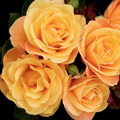 Strike It Rich - 5 Gallon