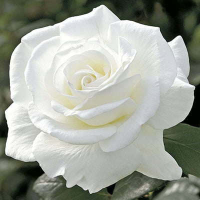 Sugar Moon - 36" Tree - 5 Gallon