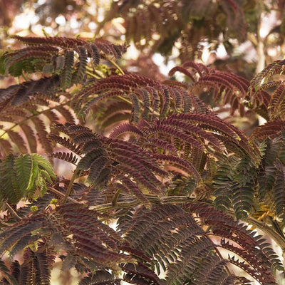 Albizia 'Summer Chocolate' - Summer Chocolate Mimosa Tree - 5 Gallon