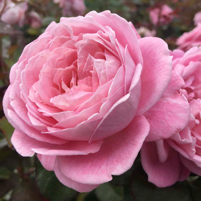 Summer Romance - 5 Gallon