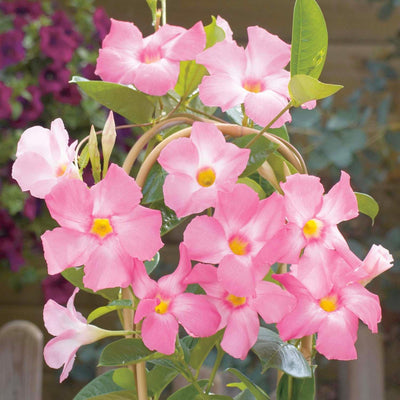 Mandevilla 'Giant Pink'® PP - Sun Parasol Giant Pink Mandevilla - 5 Gallon