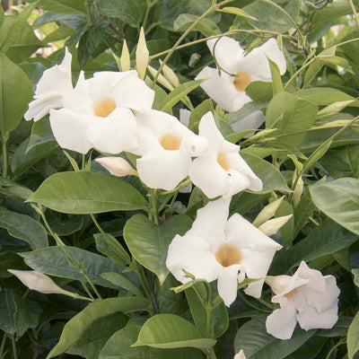 Mandevilla 'Giant White'® - Sun Parasol Giant White Mandevilla - 5 Gallon