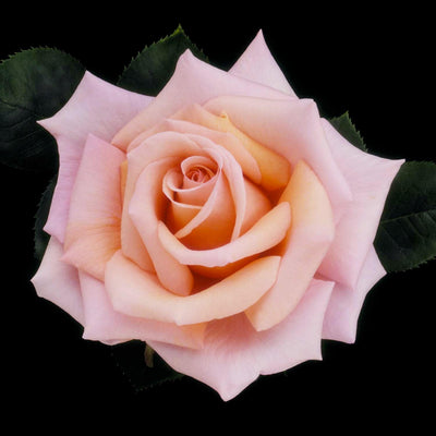 Sunset Celebration - 5 Gallon