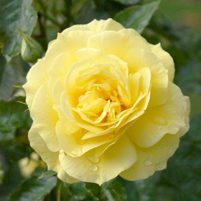 Sunsprite - 5 Gallon