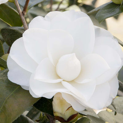 Camellia 'Swan Lake'® - Swan Lake Camellia - 7 Gallon