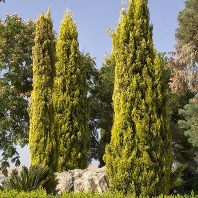 Cupressus 'Swane's Golden' - Swane's Golden Italian Cypress - 7 Gallon