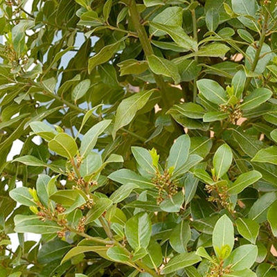 Laurus nobilis - Sweet Bay - 1 Gallon