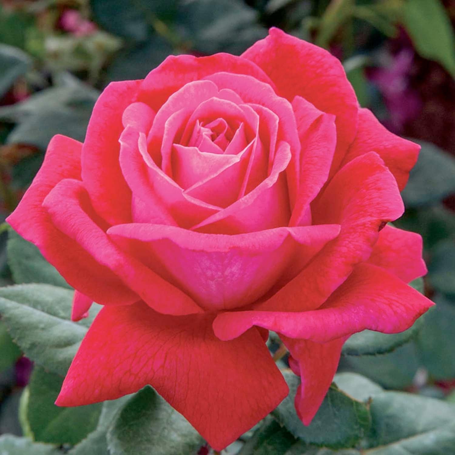 Sweet Spirit - 5 Gallon – Roger's Gardens