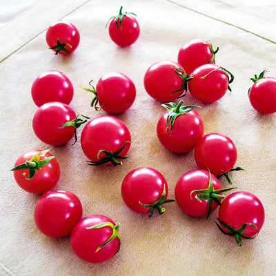 Sweet Treats - 1 Gallon