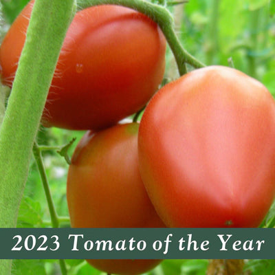 Melanie's Ballet - 4" Pot