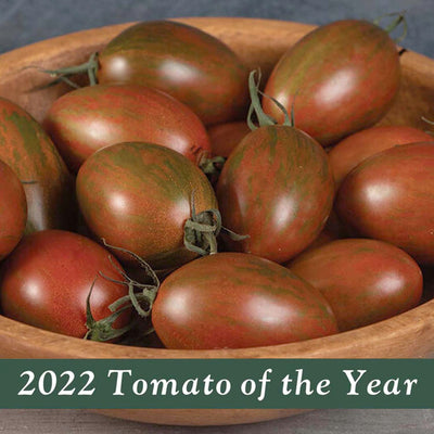 Bronze Torch - 1 Gallon