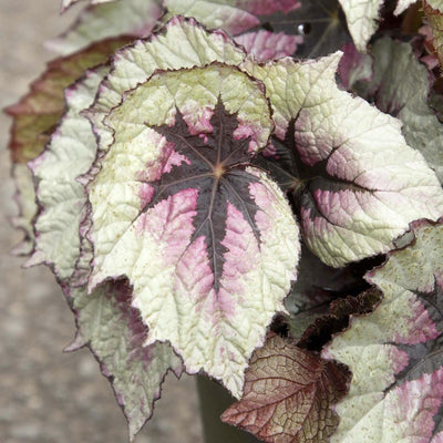 Begonia 'First Blush'™ - First Blush Rex Begonia - 2 Gallon