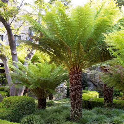 Dicksonia antarctica - Tasmanian Tree Fern - 5 Gallon
