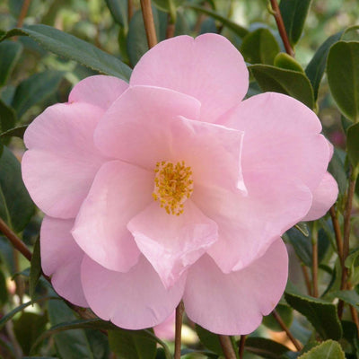 Camellia 'Taylor'S Perfection' - Taylor's Perfection Camellia - 5 Gallon