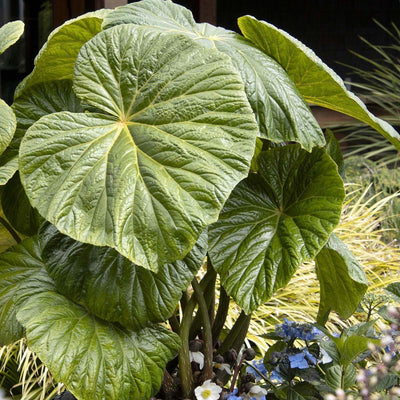 Begonia 'Tectonic Caldera'™ - Tectonic Caldera Begonia - 1 Gallon